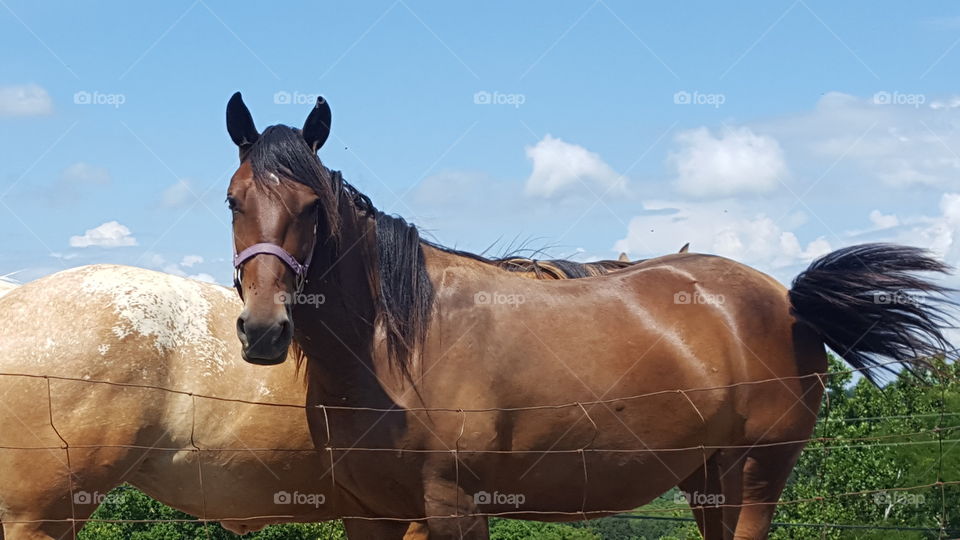 Horse, Mammal, Pasture, Mare, Cavalry