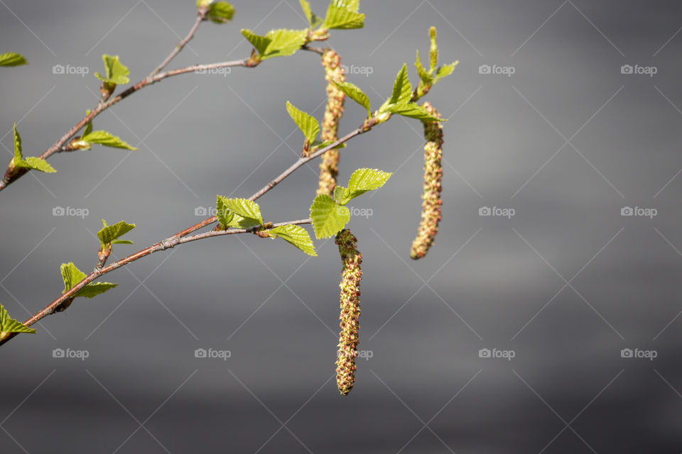 Birch catkins pollen by the lake 
Björk pollen hängen sjö 