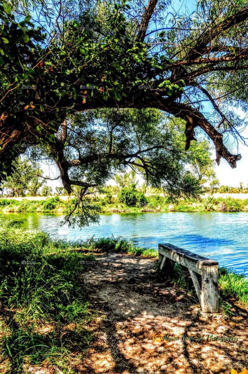 Beautiful arched Willow Tree and a place to sit by the pond "My Favorite Spot".