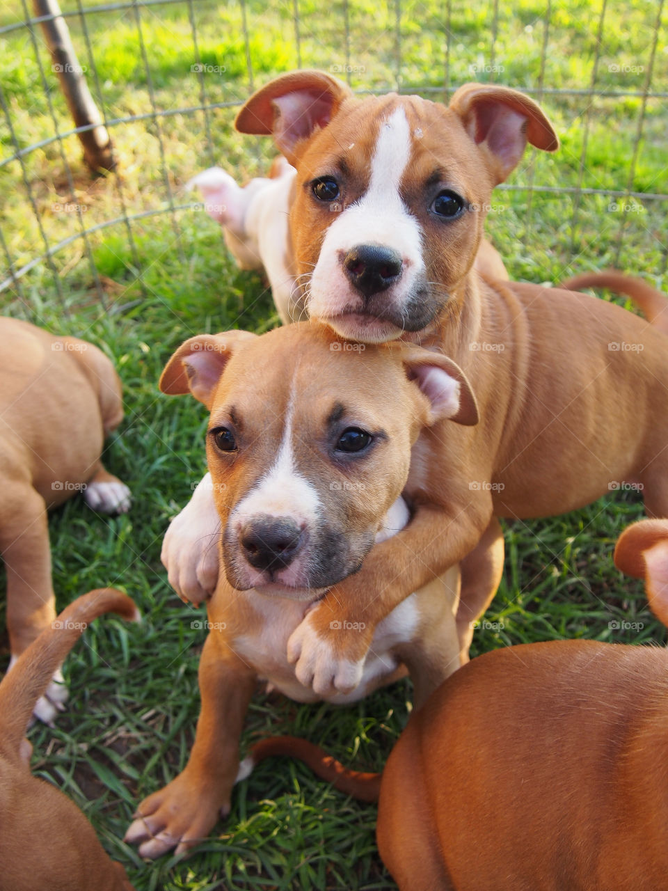 puppy  american stanford