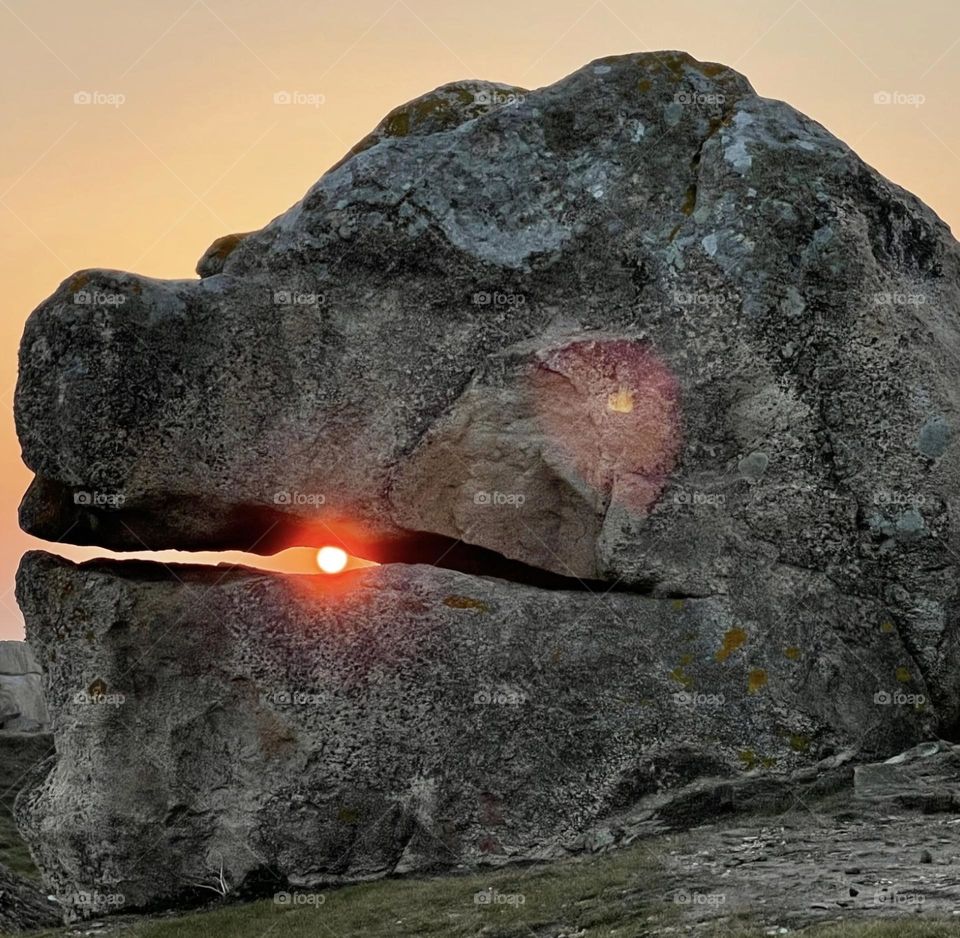 biting beast in Ouessant