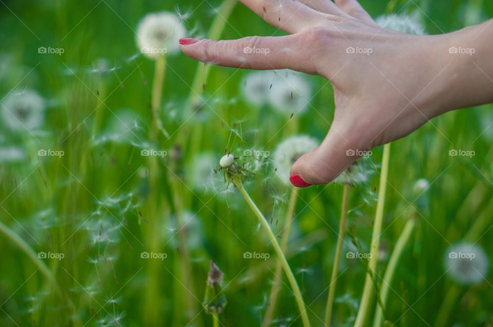 Dandelion