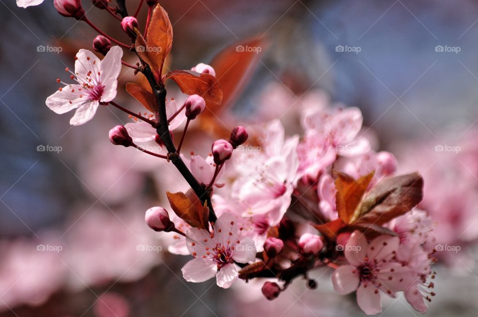 Flower, Nature, Cherry, No Person, Branch