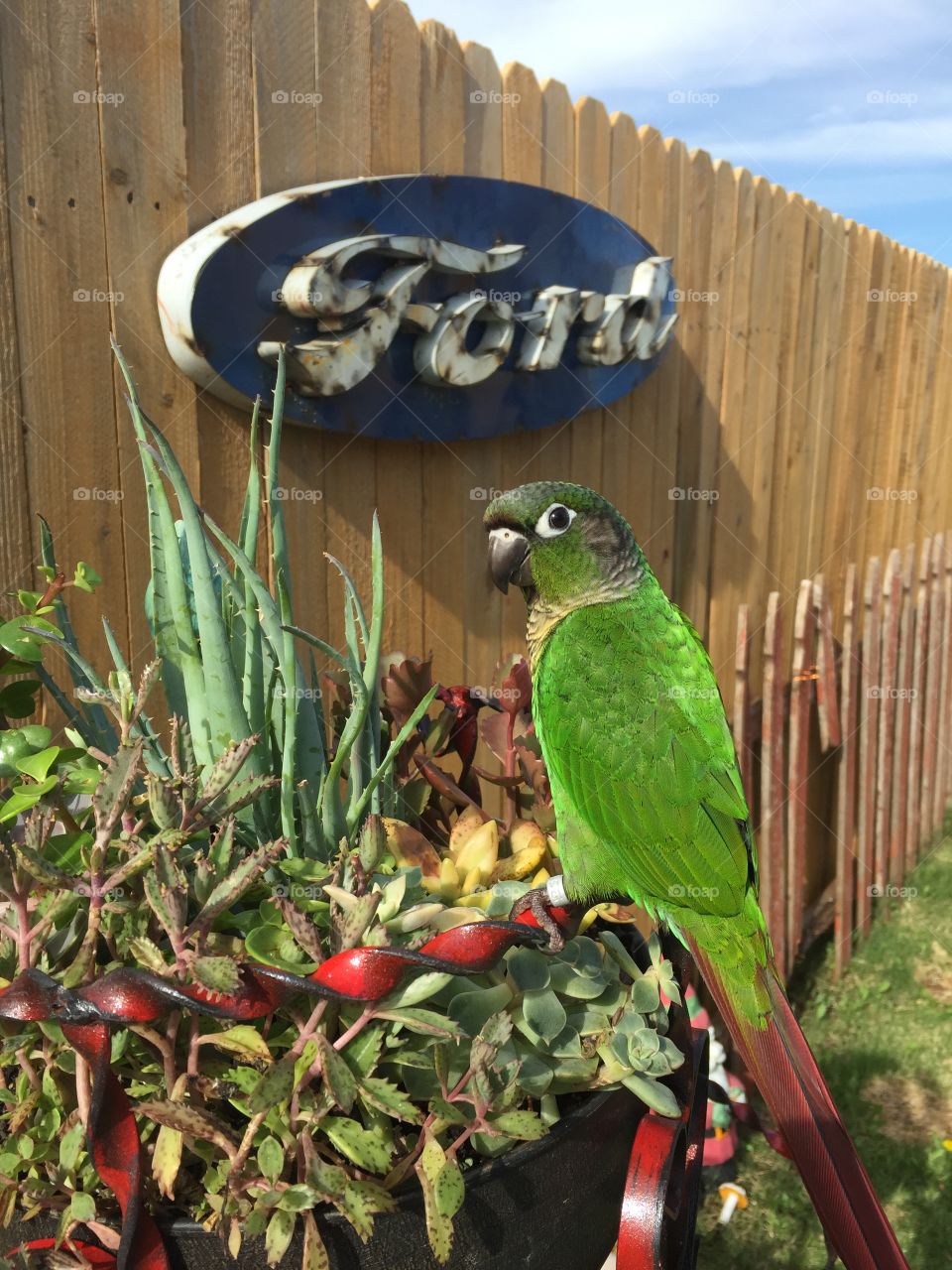 Parrot succulent Ford 