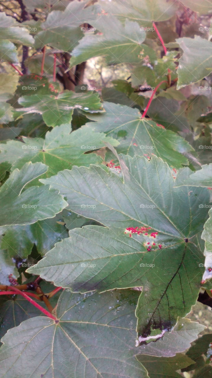 Leaves