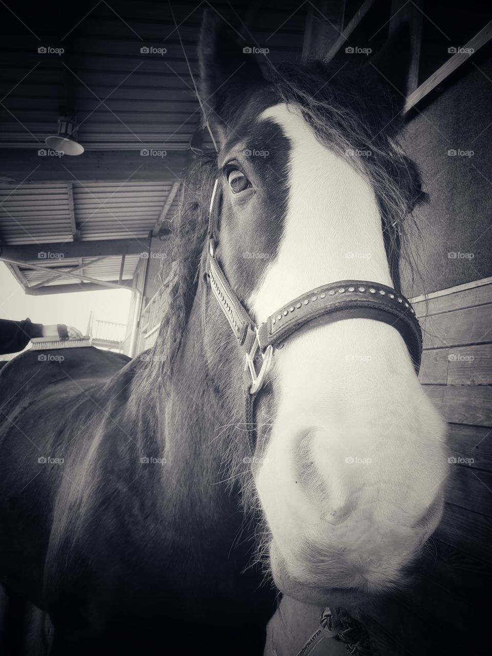 Tinker Horse named Duke