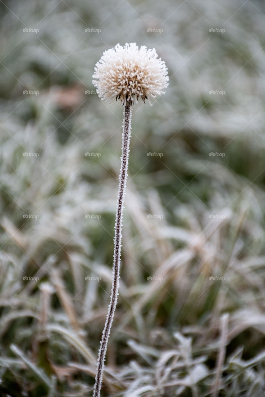 A Lonely Dry Frosted Flower in Winter