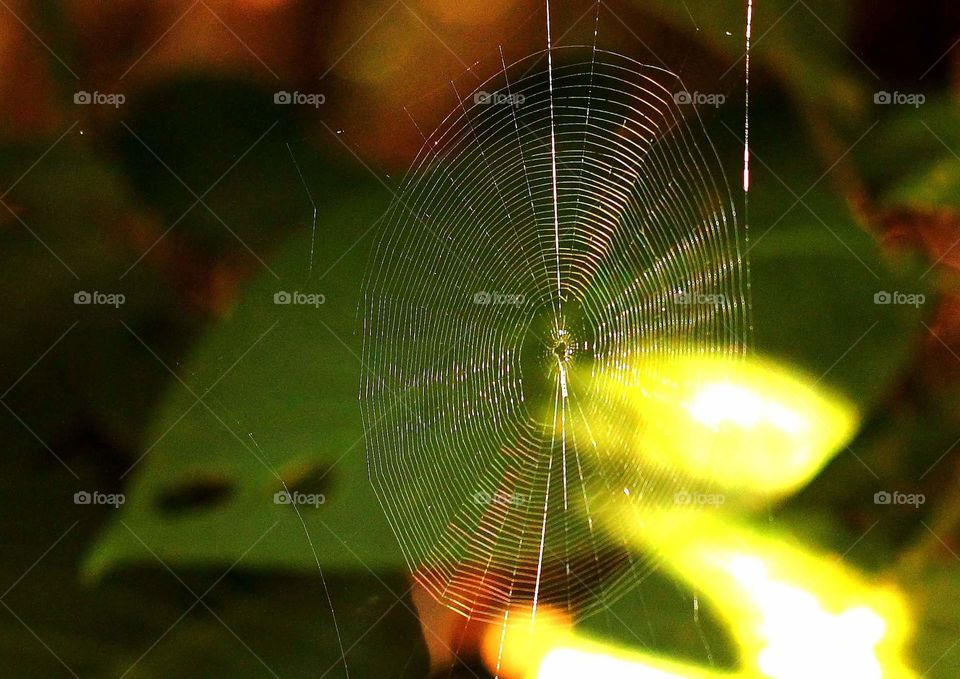 Spiderweb