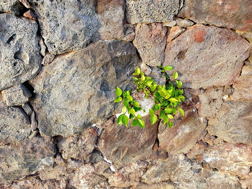 green plant grows through a stone wall