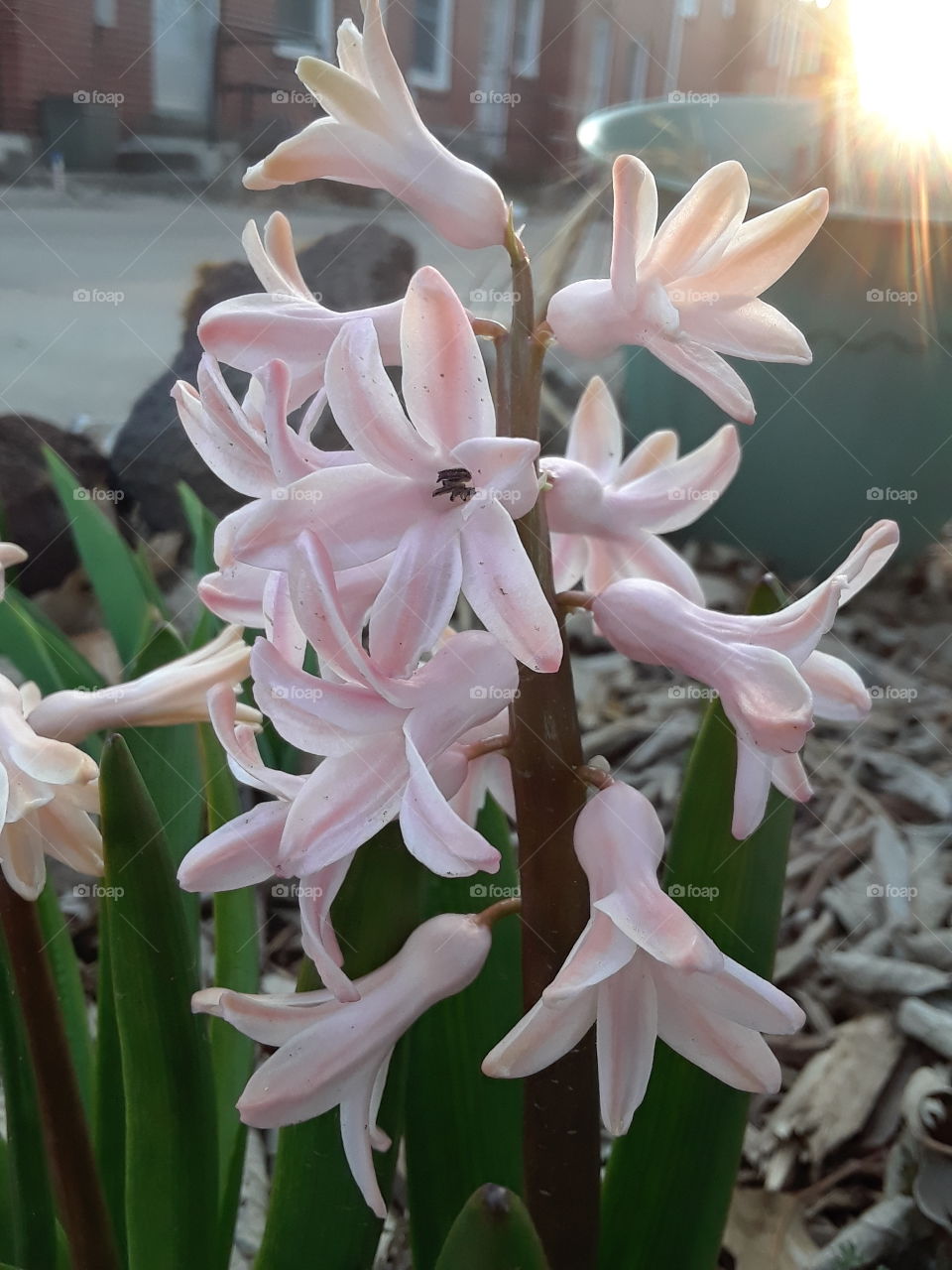 Pale pink hyacinth with evening sunshine