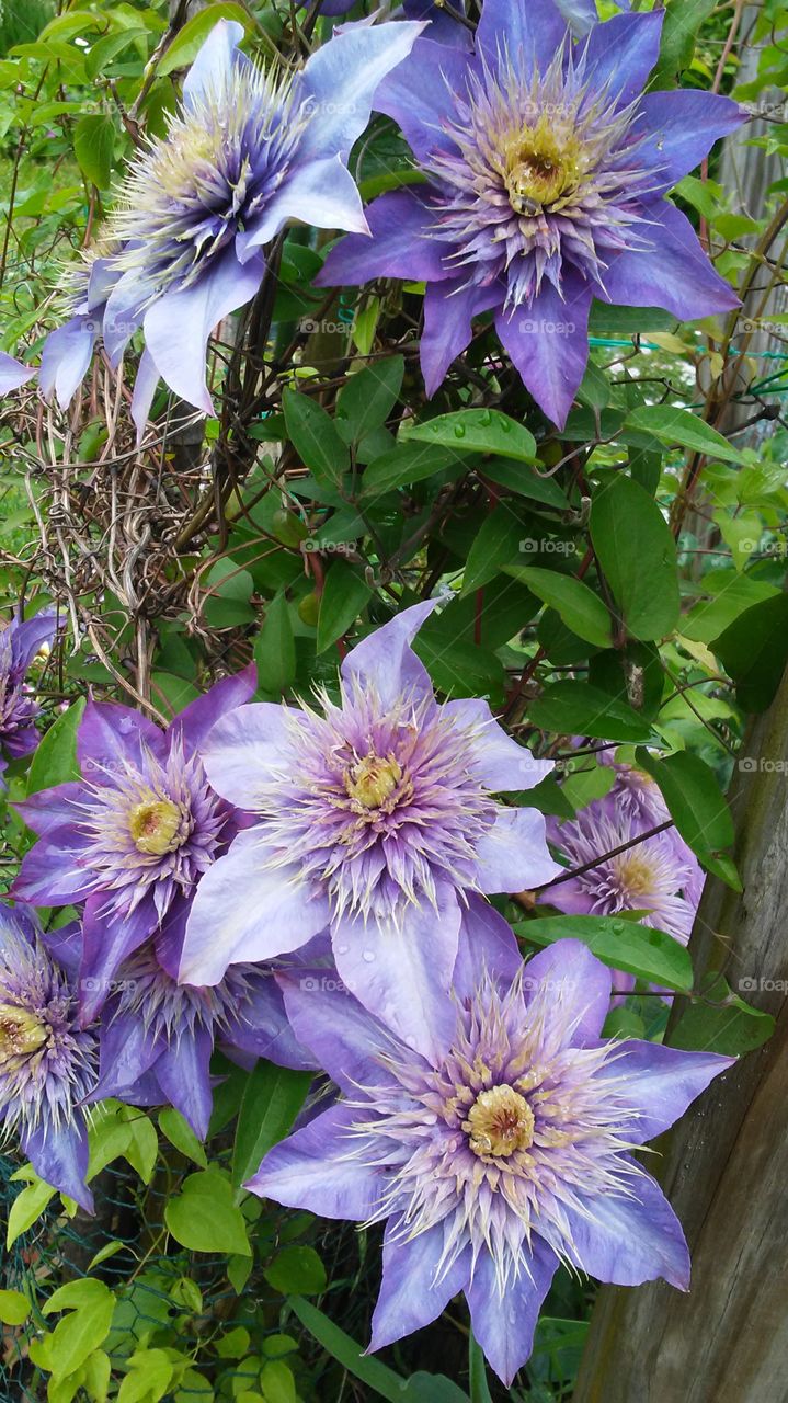 spring. flowers. beauty