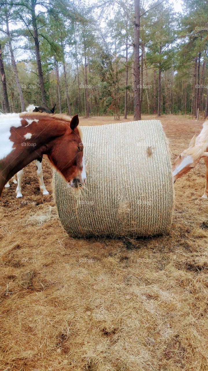 Feeding the horses