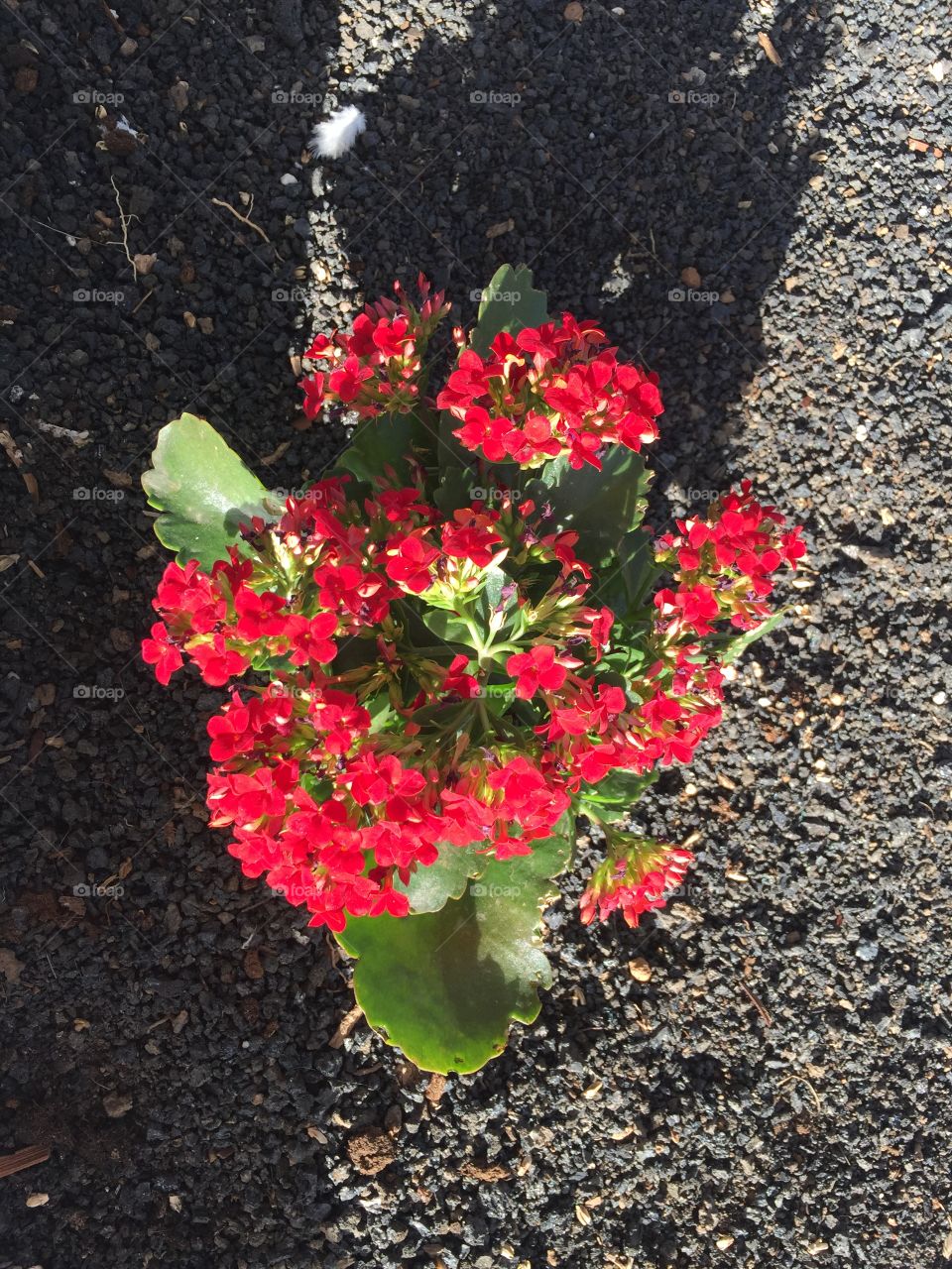 Flor 🌺 de Lanzarote Islas Canarias 