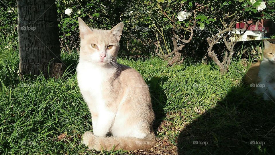 Beautiful cat looking at camera.