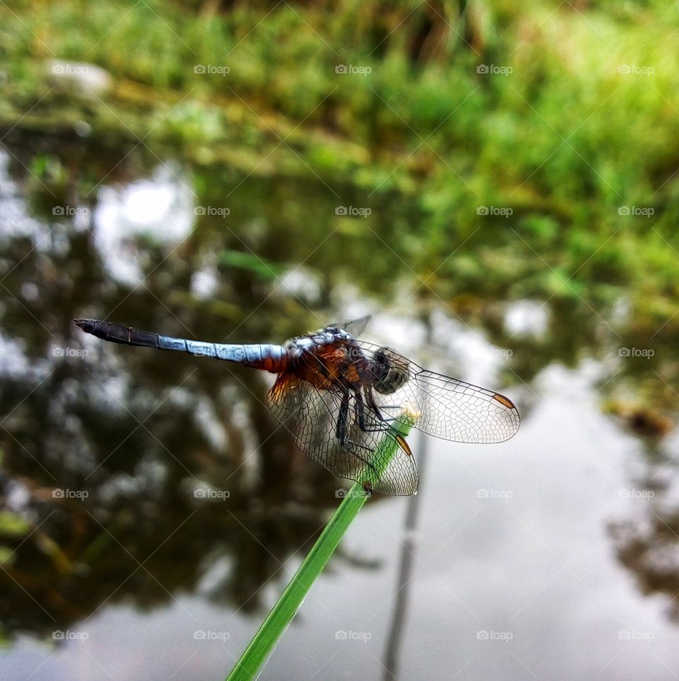 dragonfly