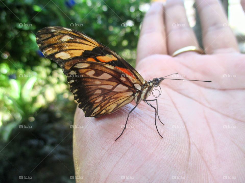 Butterfly