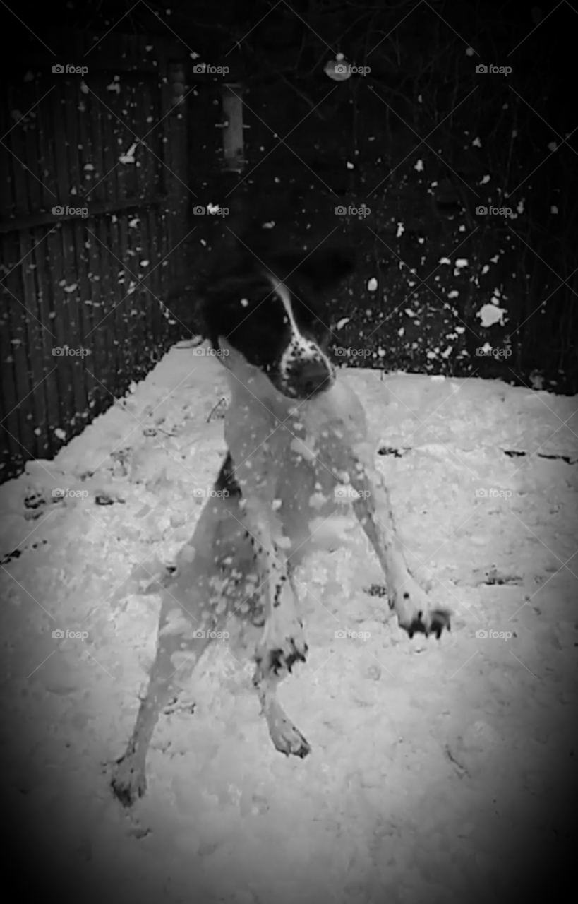 spaniels playing in snow