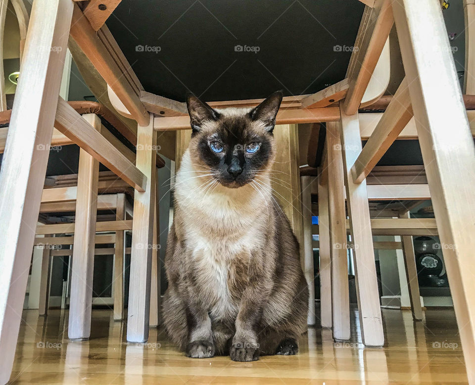 Siamese cat sitting under a table and chairs