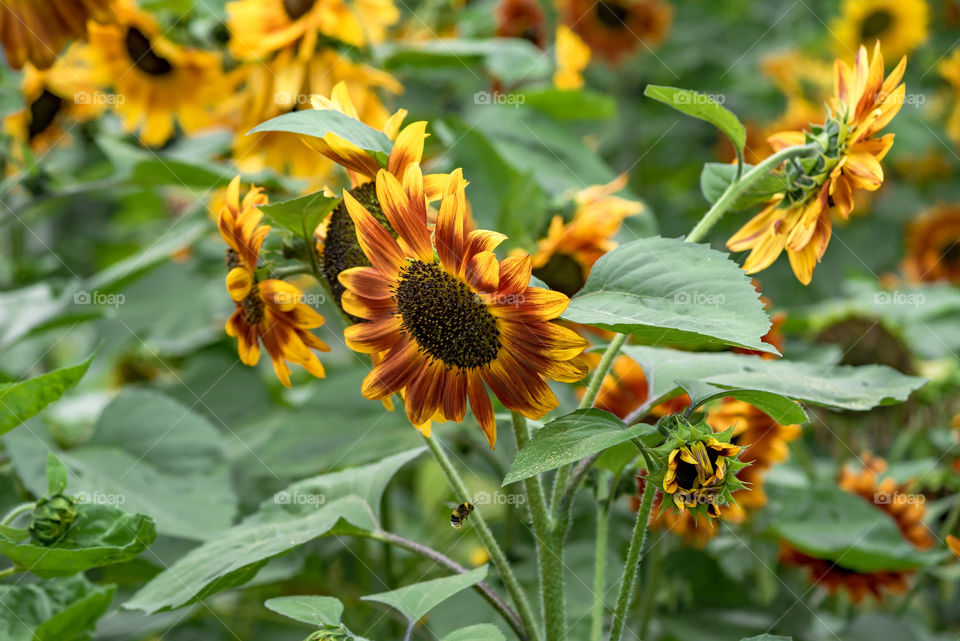 sunflowers bees and bumblebees