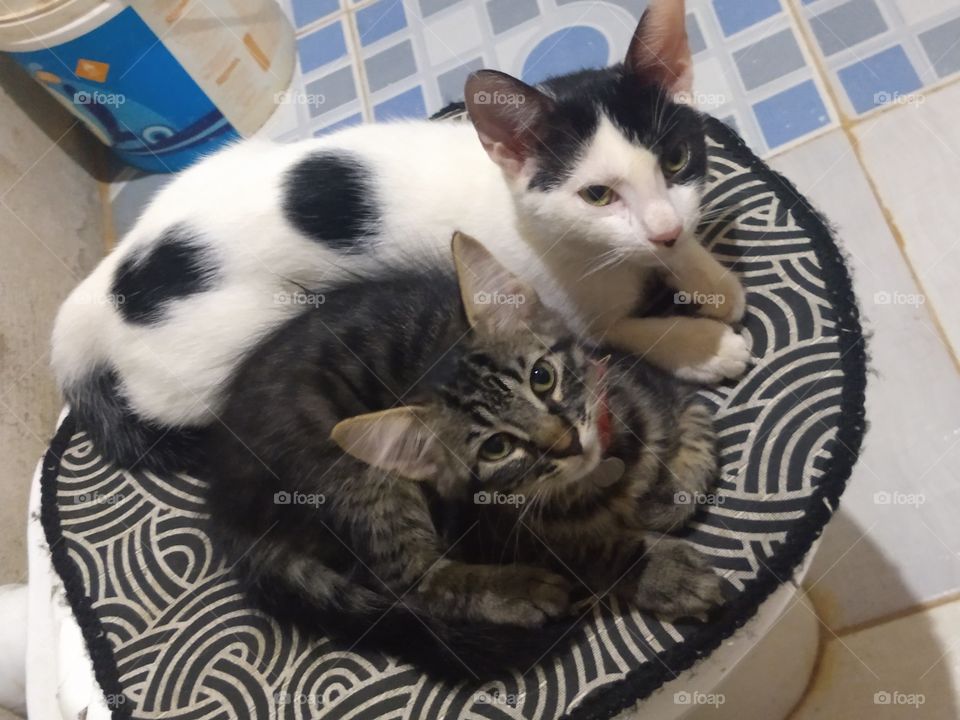 filhotes Tapioca e Flora