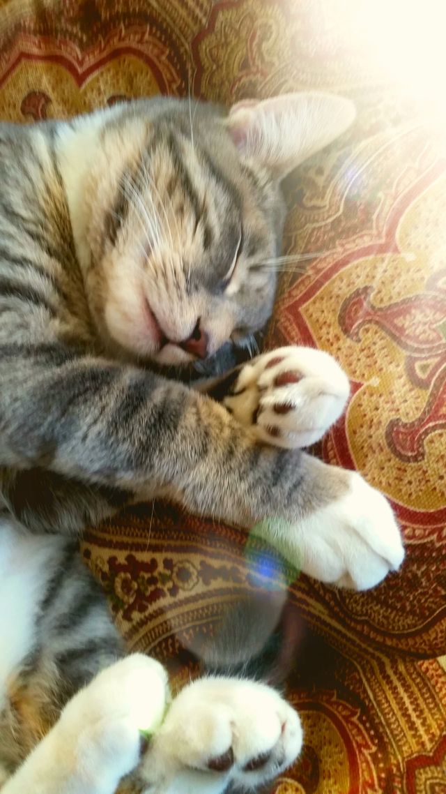 sleeping kitty