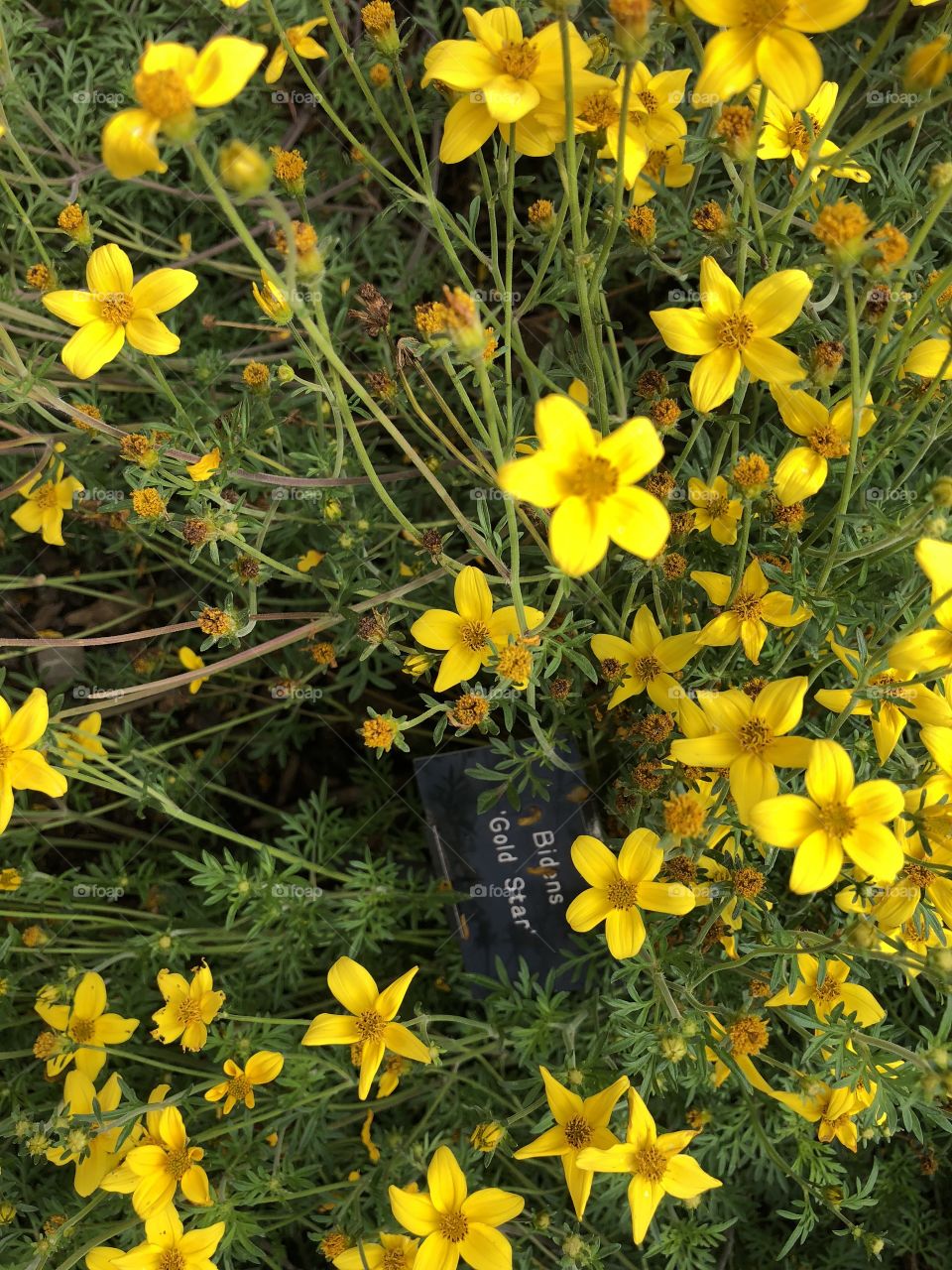 A little yellow flower that spreads and grows bringing joy to all who admire this tiny yellow flower with a big heart.