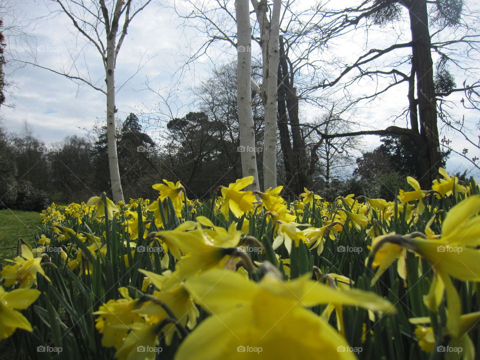 Flower, Daffodil, Nature, Flora, Garden