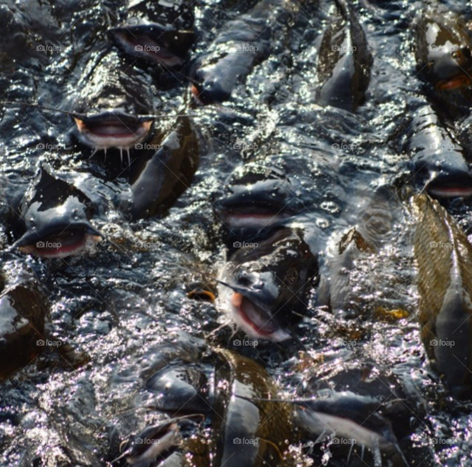 Large group of smiling catfish and carp at the dam.