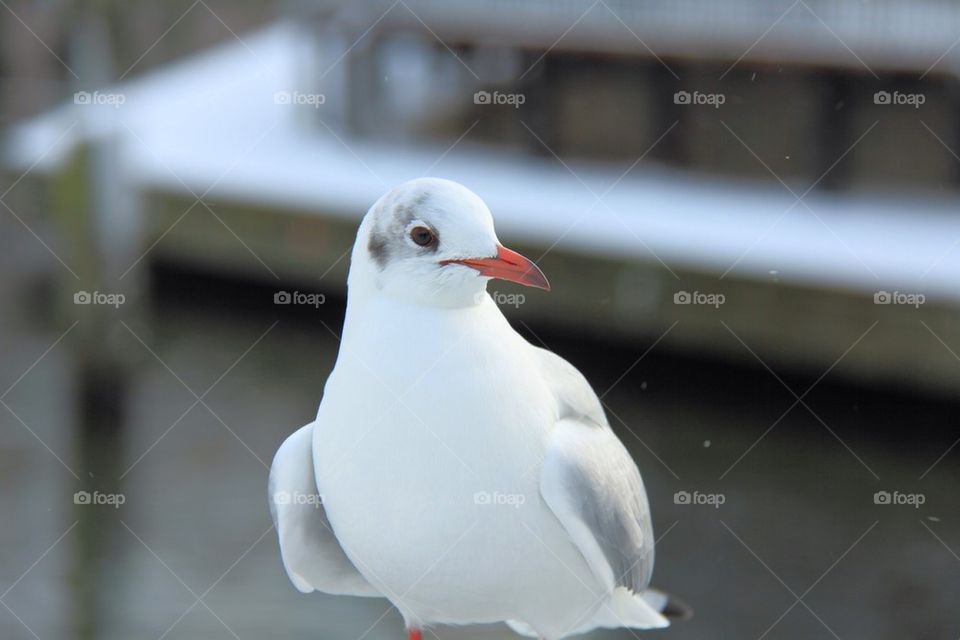 Close-up of seagull