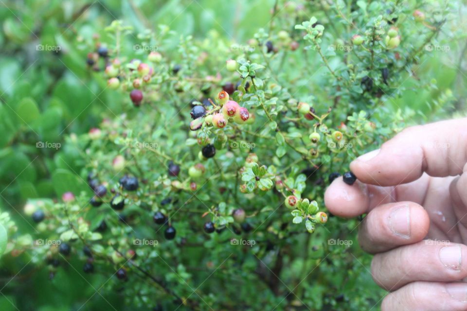 harvesting wild bluererries by hand