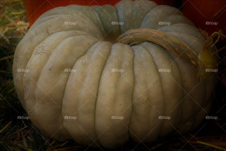 white pumpkin. Halloween. Pumpkin patch. Festival. at the giant Pumpkin Festival in Elk Grove California