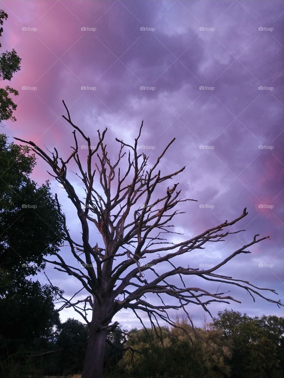 Dead tree, sunset