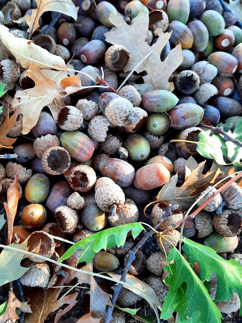 all the acorn from my acorn tree. I rake almost every day for weeks. endless acorns during the fall.