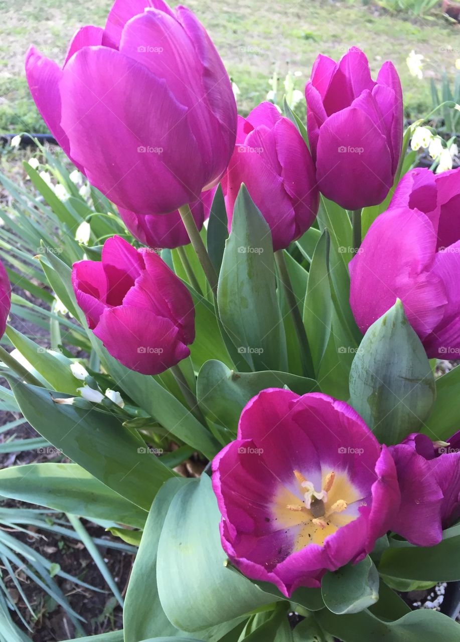 Purple tulips in my garden.