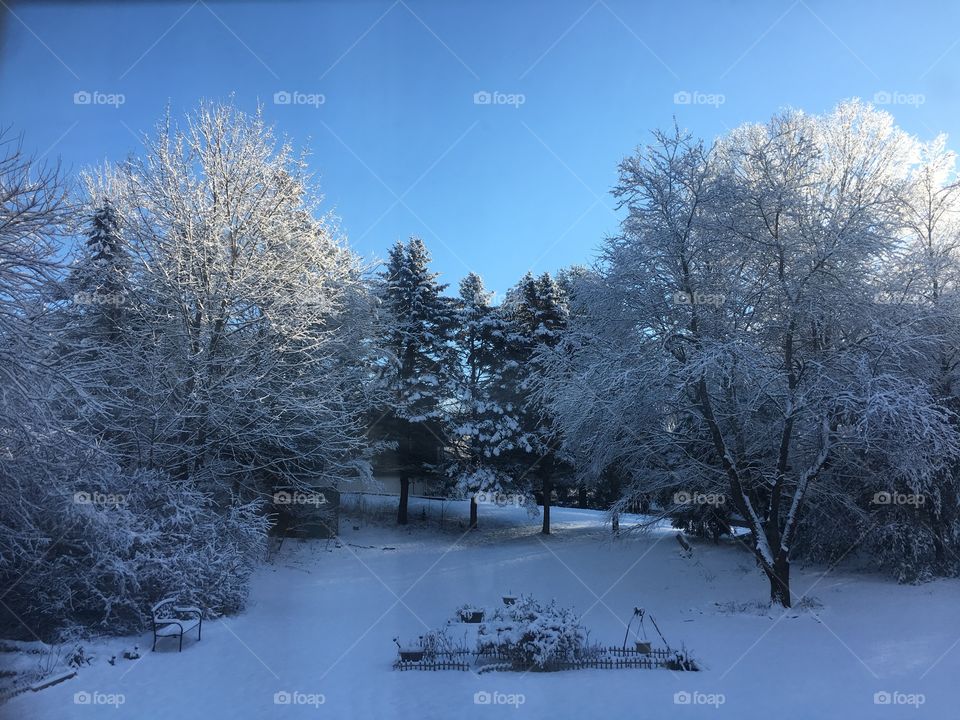 Icy trees in Connecticut