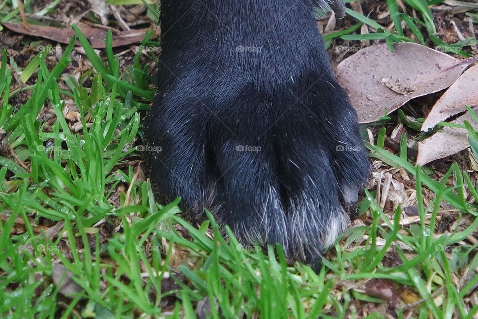 Paw
