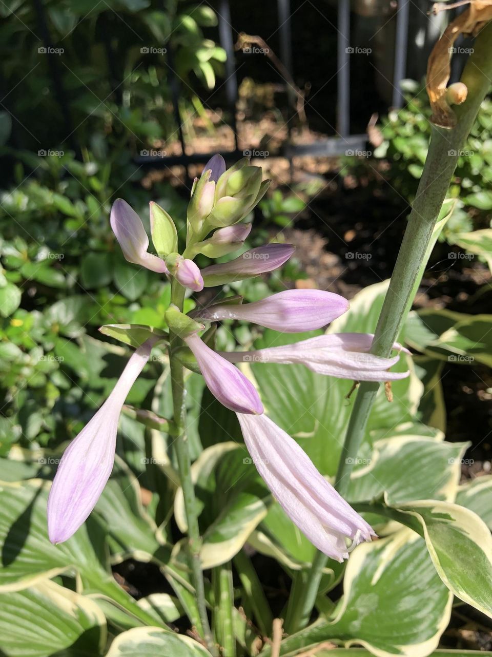 Hold on hosta flower petal stem leaves foliage neighborhood landscaping backyard gardening shade plants summer blooming