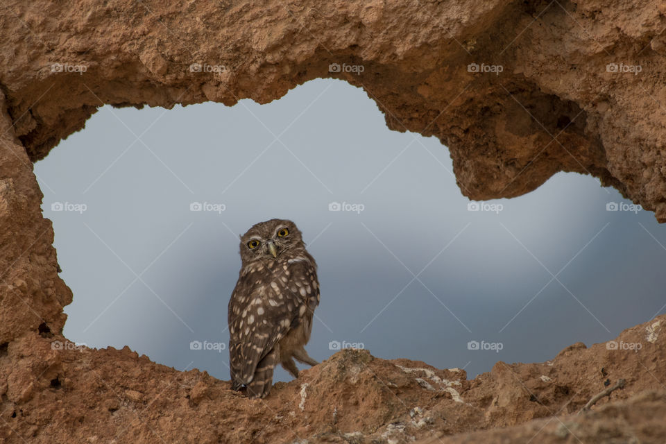 A telumbo bird stood in front of the hatch