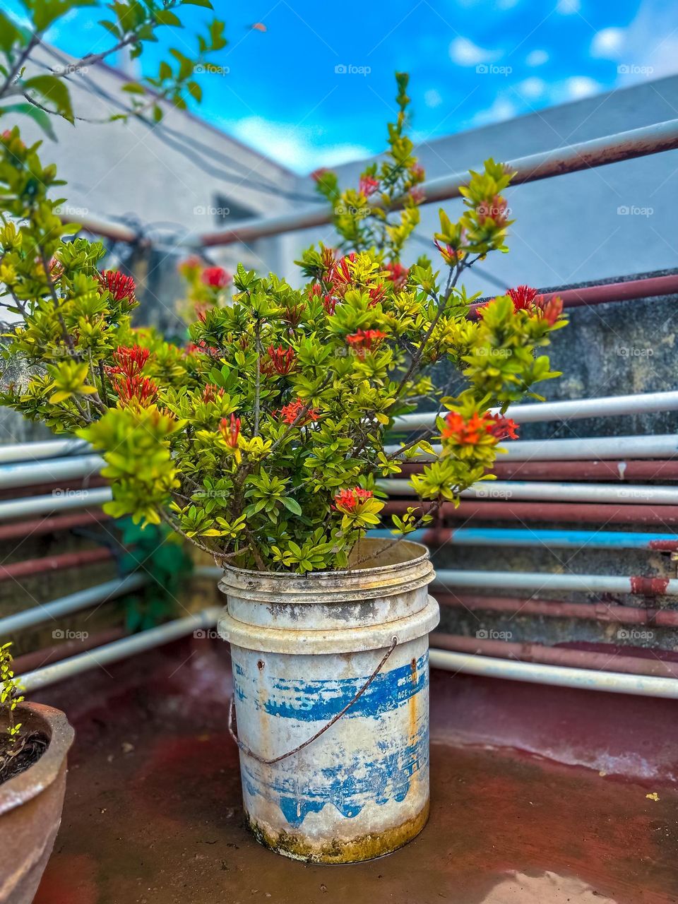 Plant photography - Flowers - Roof top 