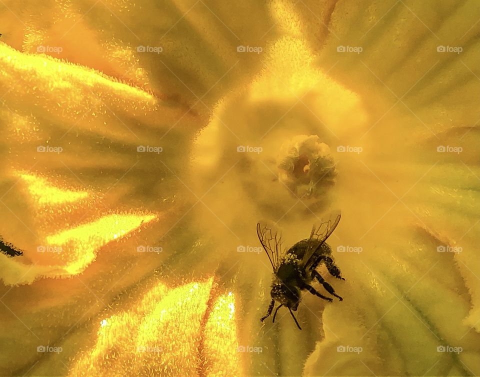 Inside a pumpkin plant flower a bee can be seen sitting, all dusty with pollen