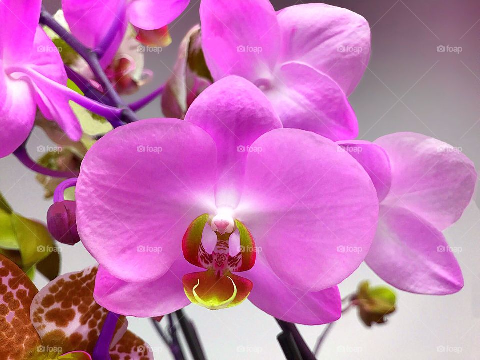 Raising beautiful colorful Orchids.