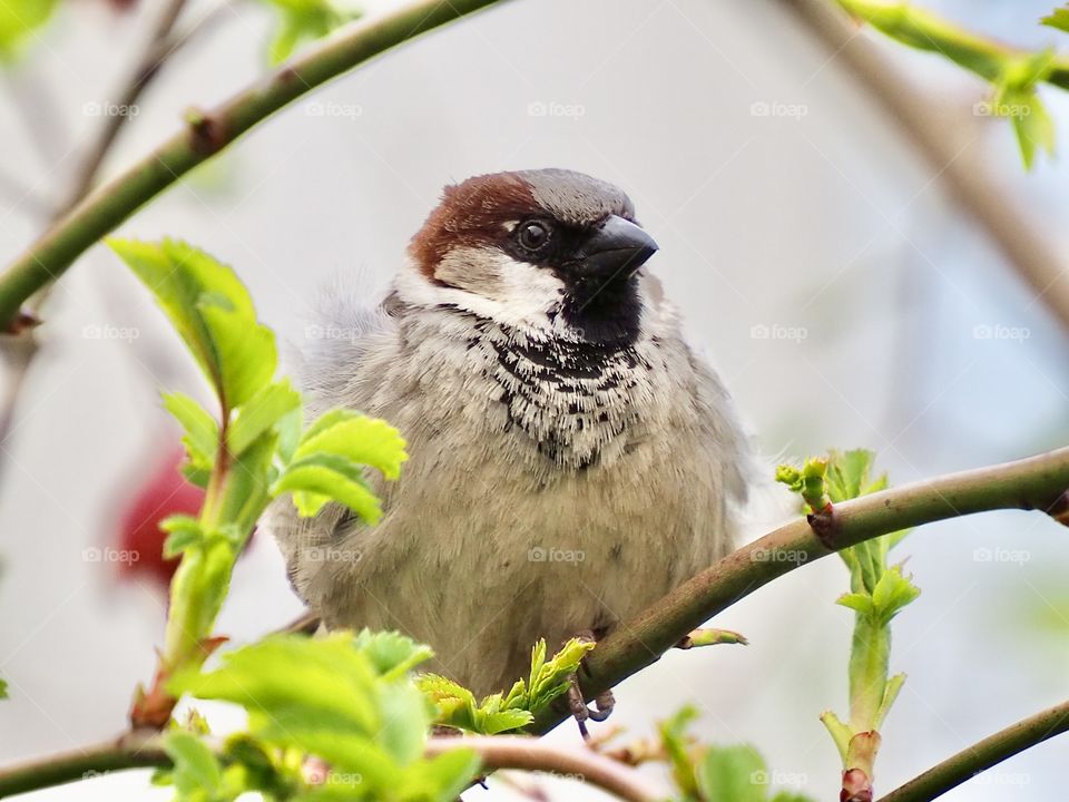 Little sparrow