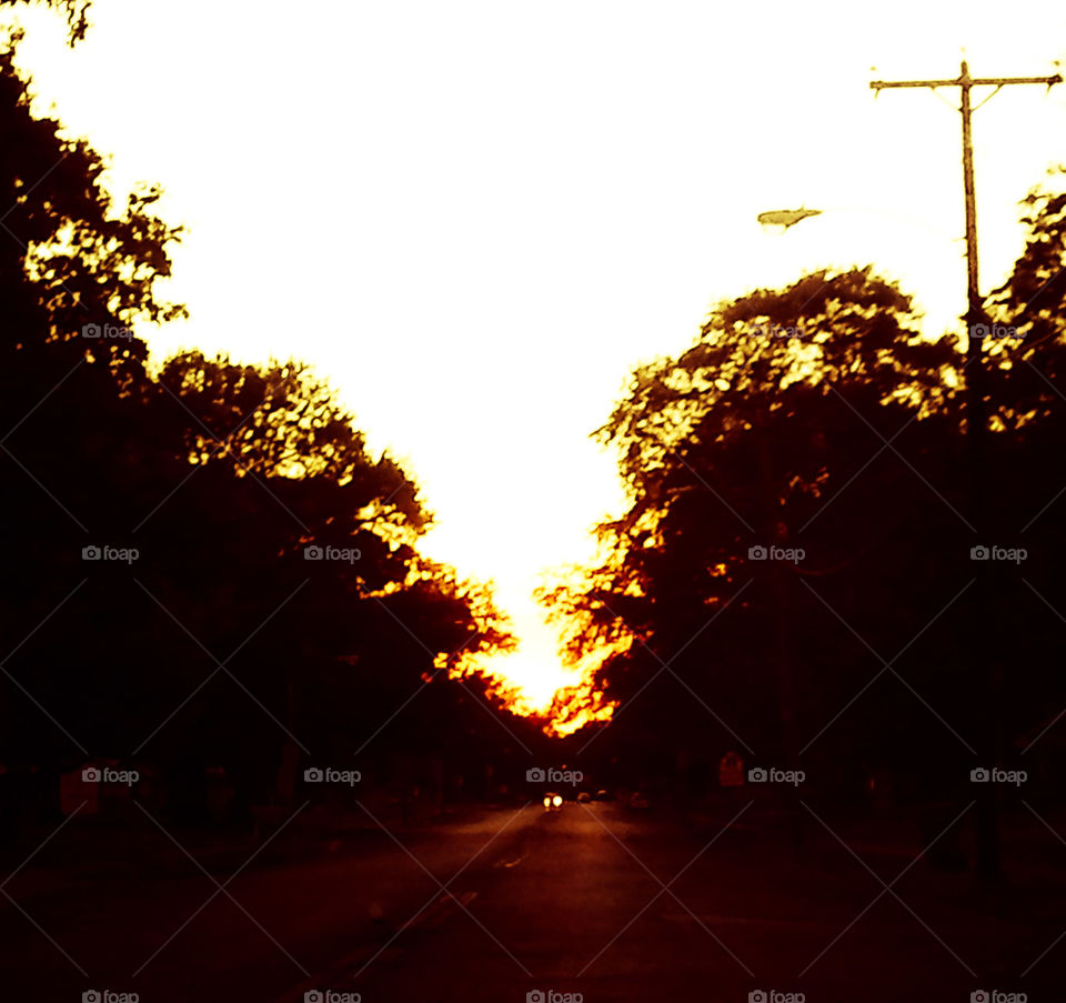 Sun Crisp Trees. The sun descending behind some trees with a vintage filter.