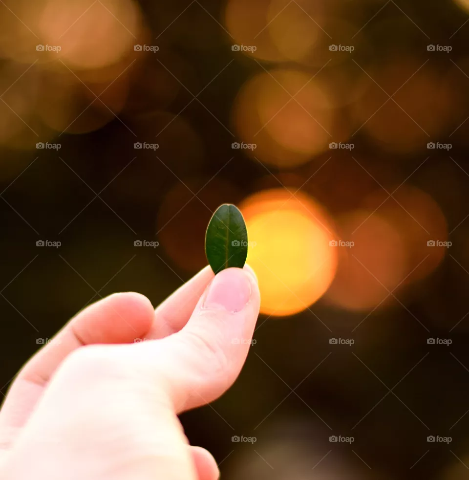 bokeh