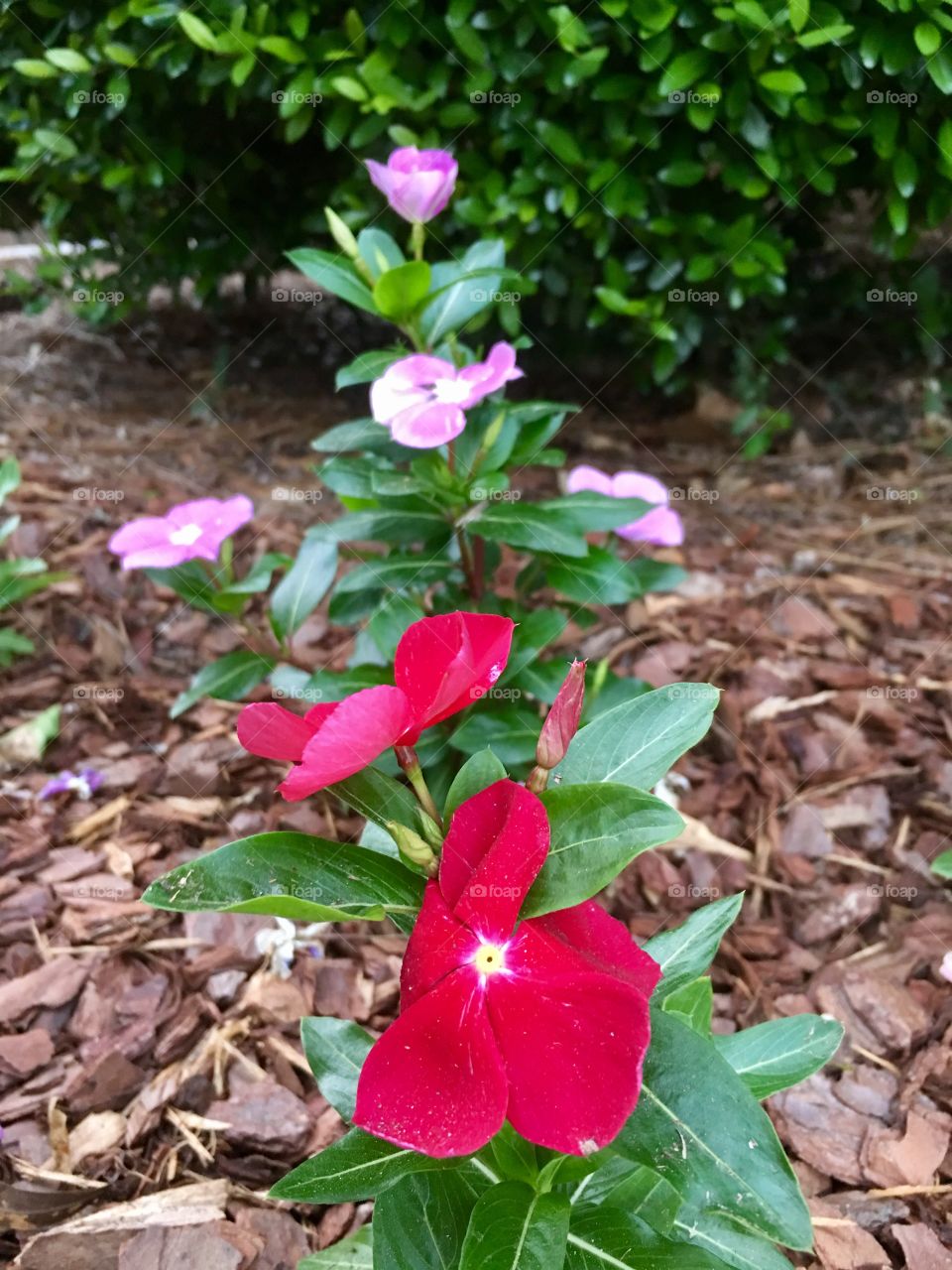 Blooming spring flowers.