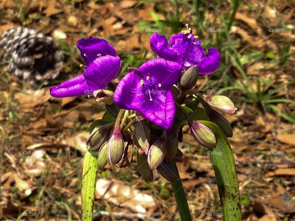 Wild flowers