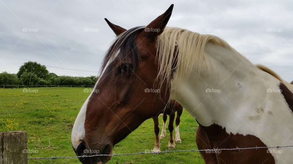 Pet Horse. Horse in a field