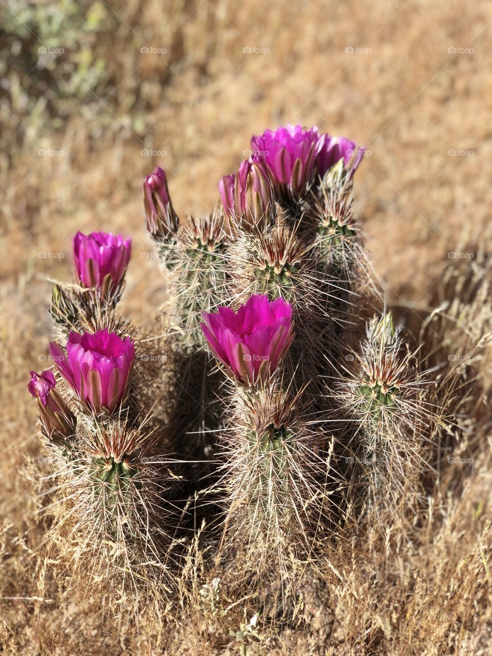 Flowering cactus in the Arizona desert