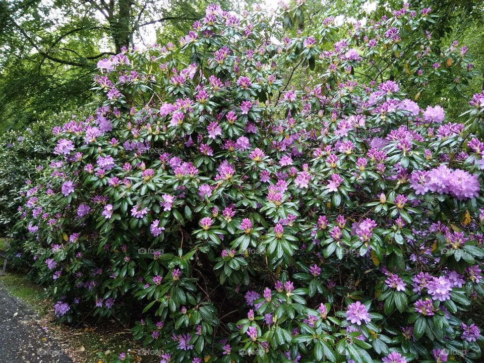 Kurpark in Bad Wildbad