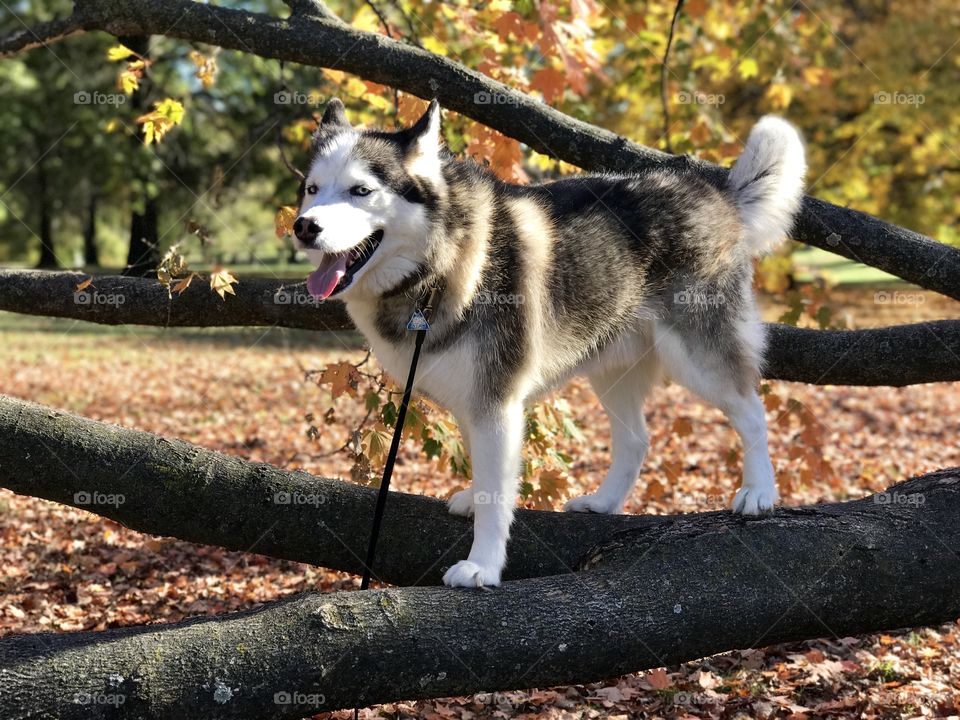 Happy husky walking on a tree limb smiling
